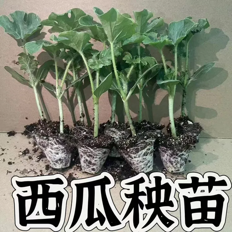 【麒麟西瓜苗】懒汉西瓜苗西瓜秧苗麒麟瓜苗四季种植阳台盆栽水果苗商品图