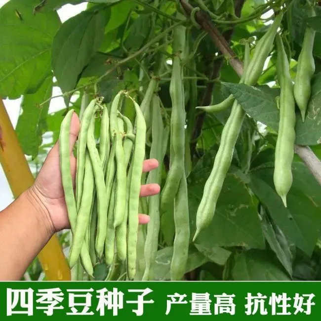 四季豆高产早熟有架四季豆种子爬藤四季播芸豆角种子