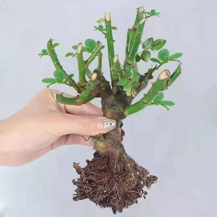 玫瑰老桩花苗月季花大花浓香花卉盆栽观花绿植室外阳台庭院四季商品图