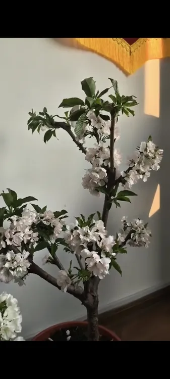 盆栽樱桃盆景一根棍发货