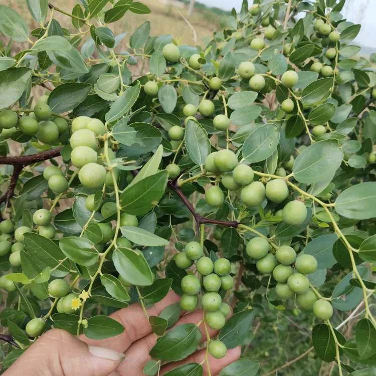 冀酸三号酸枣苗基地培育现挖现发成活率高