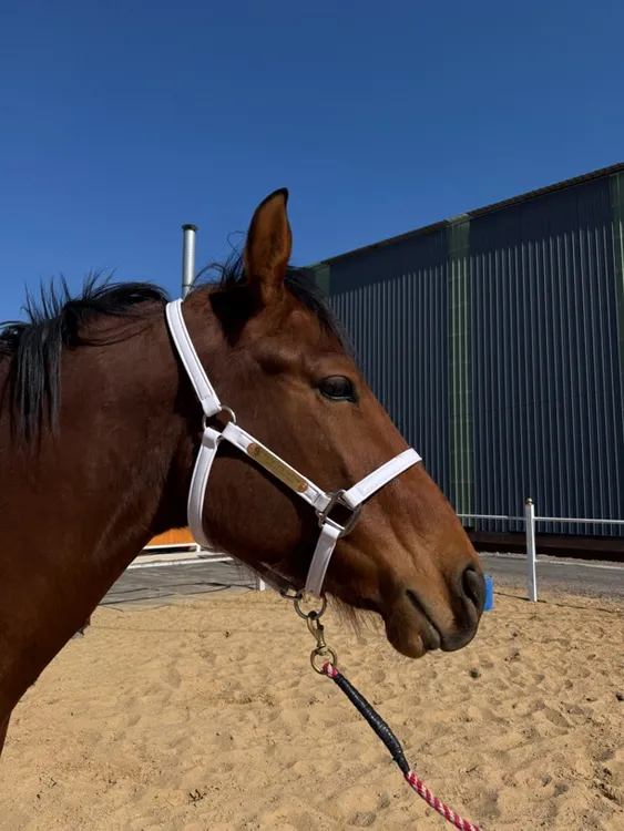 漆皮马笼头亮面防冻可调节马头套马术用品