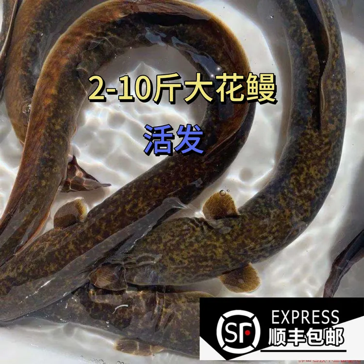 【顺丰包邮】活发 花鳗鱼丽鳗食用鳗鱼淡水花纹鳗家2-12斤 