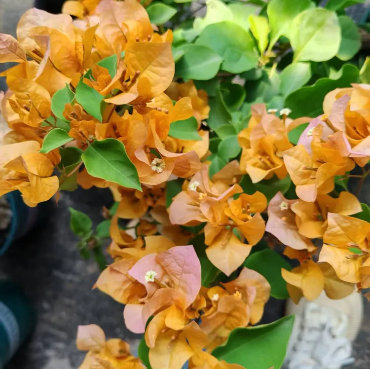 【加州黄金】三角梅 原盆原土发货 庭院阳台爬藤绿植花卉