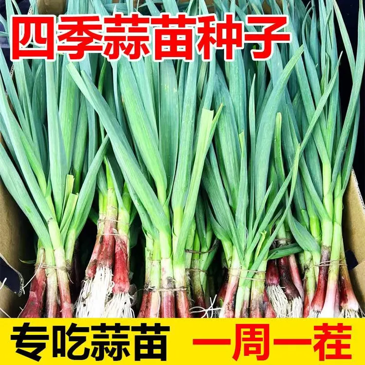 【今年新种】红头香蒜种子一年四季宽叶韭菜可种红根香蒜种籽