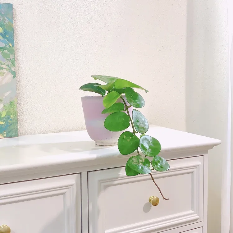 克林顿球兰卷叶球兰垂吊植物爬藤适合开花客厅室内趣味盆栽好养