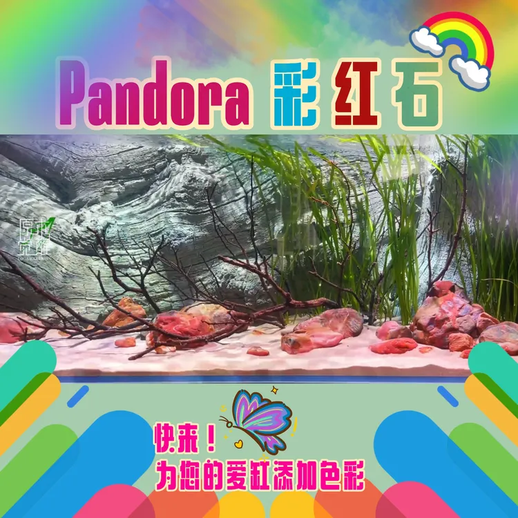 原木觉醒彩虹石/潘多拉彩虹石/彩色石头/彩虹石/鱼缸造景石
