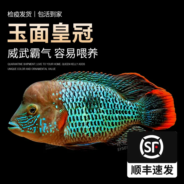 玉面皇冠鱼起头红尾皇冠鱼三湖慈鲷鱼蓝面财神鱼热带观赏鱼罗汉鱼
