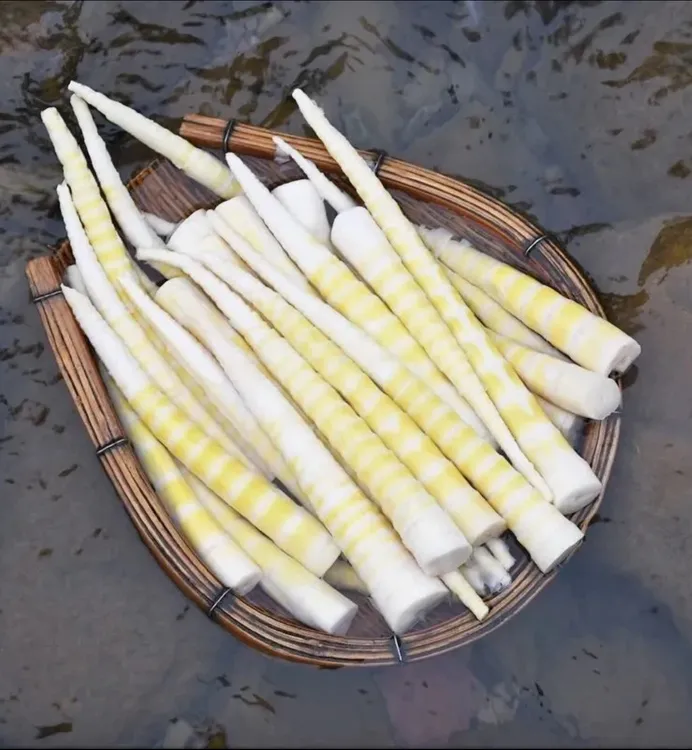 云南盐津特产大竹笋 红皮竹笋现摘现发焯水真空打包