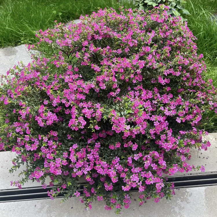 满天星丛生盆栽花卉庭院四季开花植物新手易养护