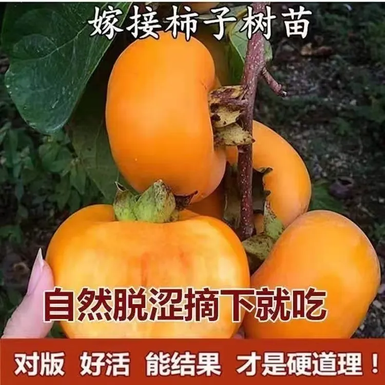 正宗脆甜柿子树苗嫁接柿子树苗庭院地栽南方北方种植盆栽地栽耐寒