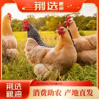 生态散养老母鸡土鸡走地鸡组合搭配新鲜宰杀京东冷链