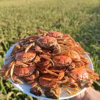 日日鲜鲜森【活蟹】盘锦河蟹 盘锦稻田蟹 全母蟹 1.1-0.8两 20只+10只 30只 多仓发货 顺丰空运次日达