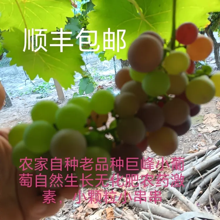 老树葡萄经典巨峰新鲜当季脆甜多汁葡萄果园现摘现发果香浓郁