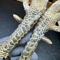 文玩鸡爪骨手把件（一对13公分斗鸡骨 处理好十天左右发货）