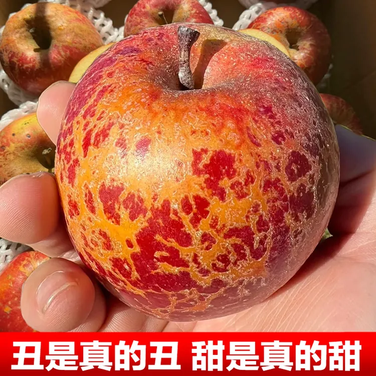 正宗云南昭通冰糖心丑苹果当季新鲜水果现摘脆甜苹果好吃产地直发