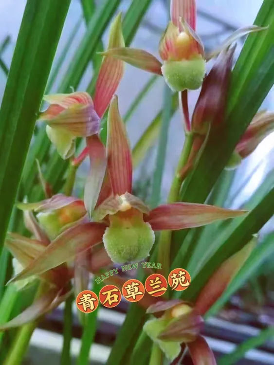 香气四溢兰花绿植盆栽自然养送春彩素
