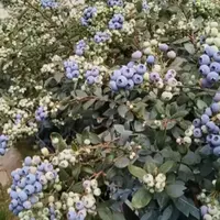 【开仓破价】L25蓝莓带花带花苞南北可种阳台盆栽耐寒耐热