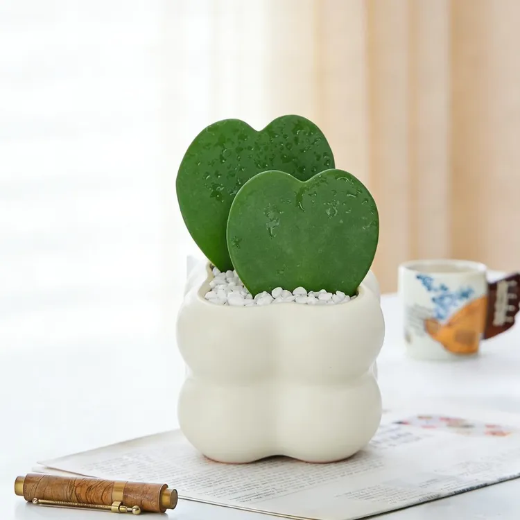 【花伴水】心心相印心叶球兰表白爱意植物情人节礼物耐阴好养