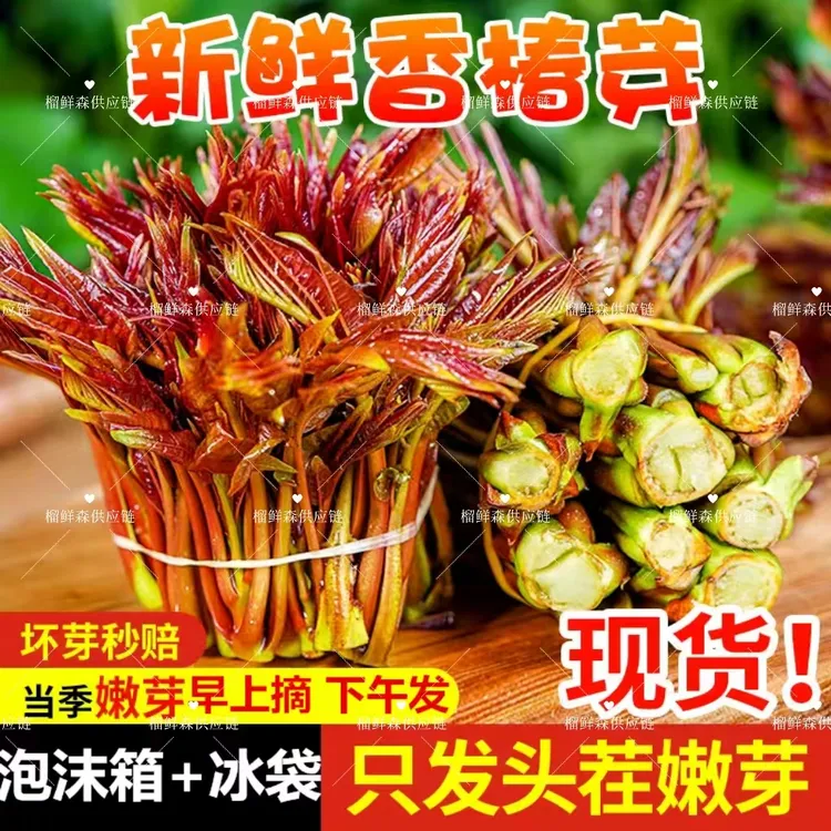 现货摘香椿芽新鲜嫩芽当季红油香椿椿芽应季蔬菜现发香椿