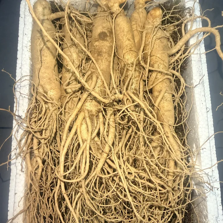 单支20-25g长白山新鲜现挖现采适合煲汤泡酒滋补营养东北特产