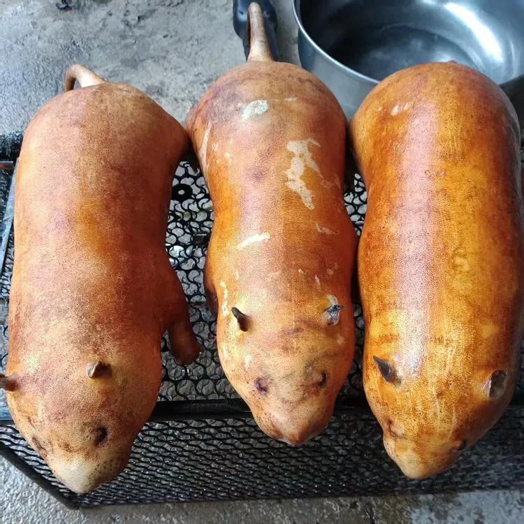 高效养殖家养的竹子鼠冷链包邮