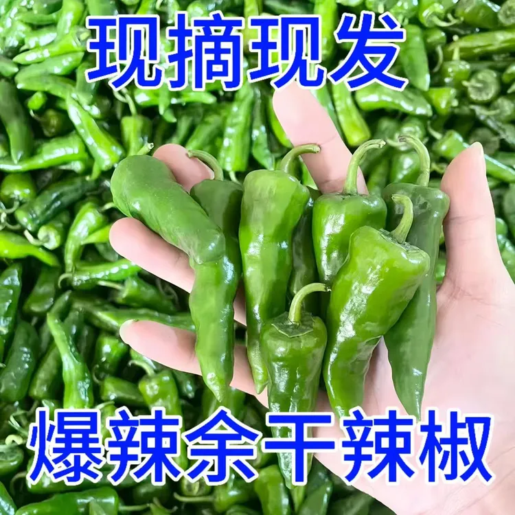 【农家自种】余干辣椒爆辣新鲜露天种植辣椒现摘特辣土辣椒小辣椒