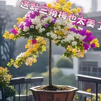 三角梅勤花新品多色阳台盆栽老庄耐热四季好养绿植庭院