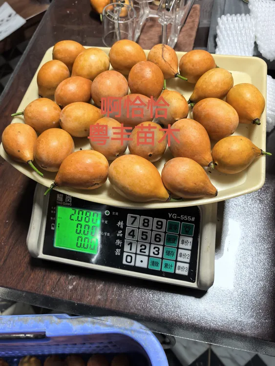 啊恰恰一斤装新鲜采摘鲜果包邮种子