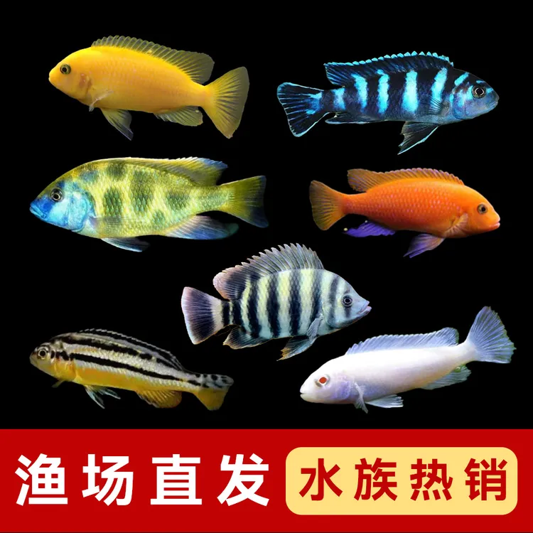三湖慈鲷鱼活体雕科小型热带观赏鱼混发活泼冷水淡水好养