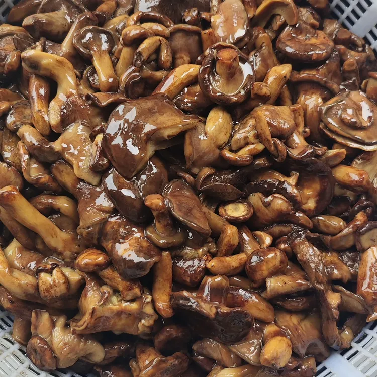 野生油蘑，焯水咸蘑菇，泡三四个小时在炒