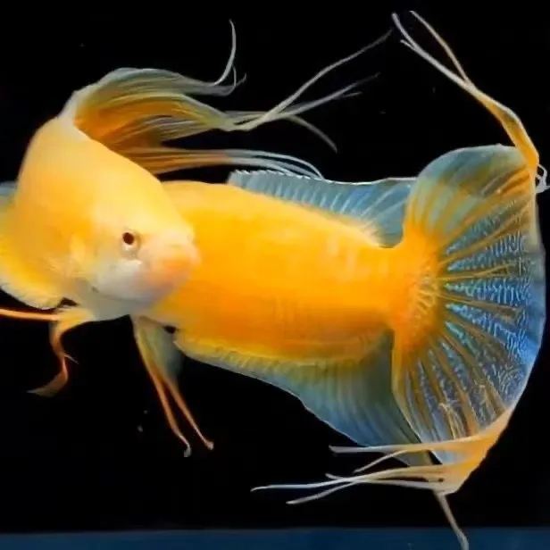 黄金斗鱼活体冷水淡水观赏鱼好养耐活小型鱼