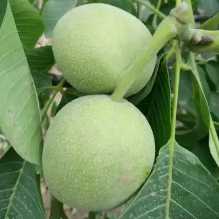 【2年苗2颗】核桃树苗大四棱文玩核桃树苗四棱铁核桃四座楼核桃苗树