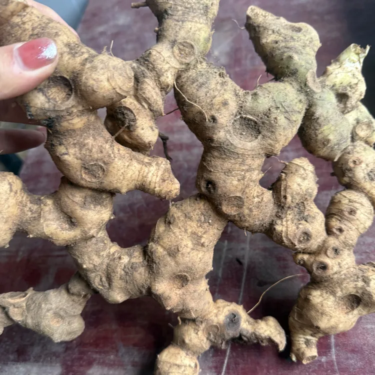 四川大巴山多花品种（根茎）可煲汤