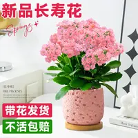 新品长寿花盆栽重瓣大花花苗带花苞四季开花卉绿植稀有品种大全