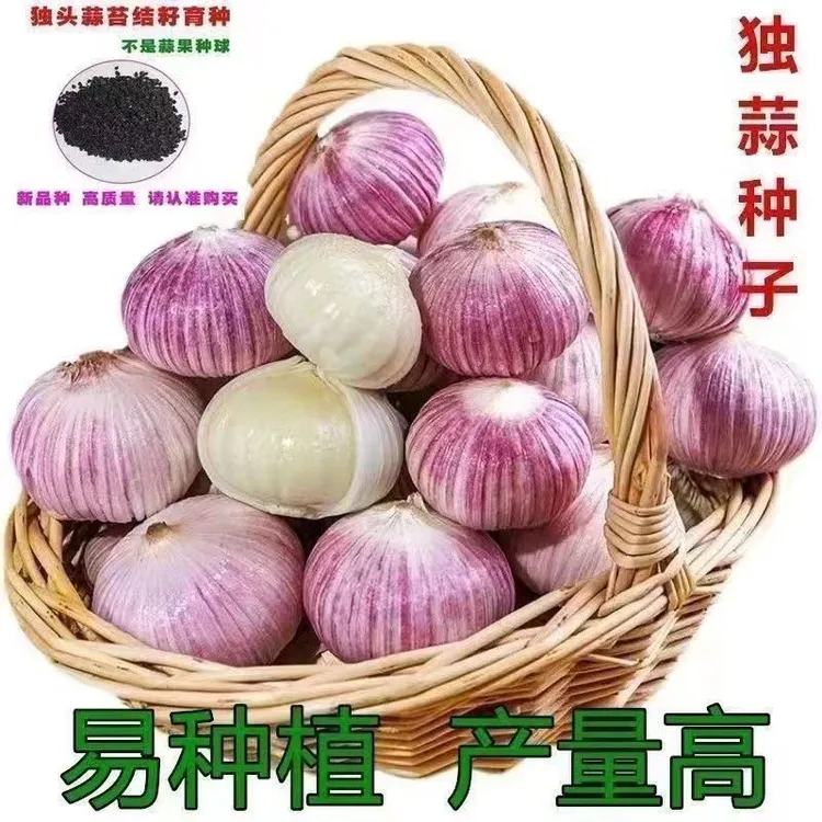 【精选高产】紫皮独头蒜种子云南蒜种籽圆头蒜种大蒜高产量独头蒜