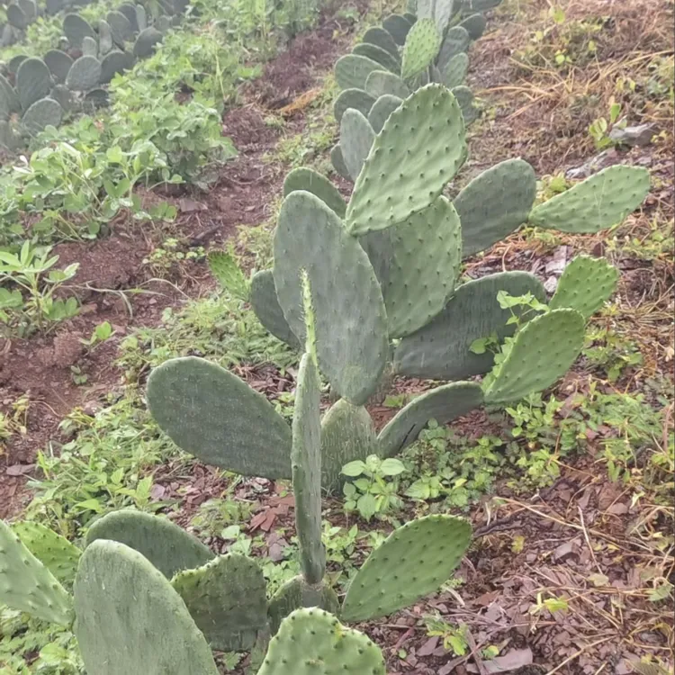 云钻仙人掌种植苗拍一发二