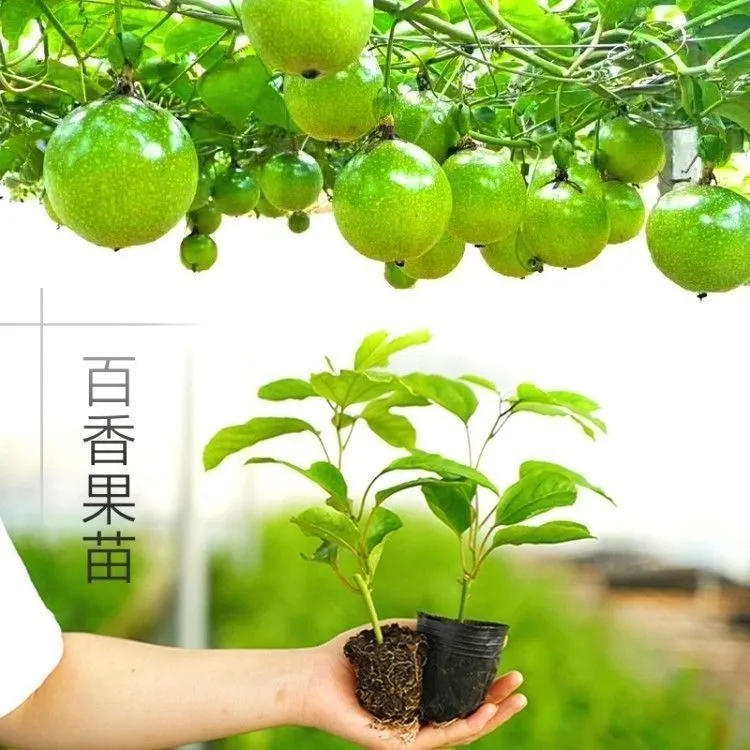 9号百香果嫁接苗四季结果南北方可种植网红植物
