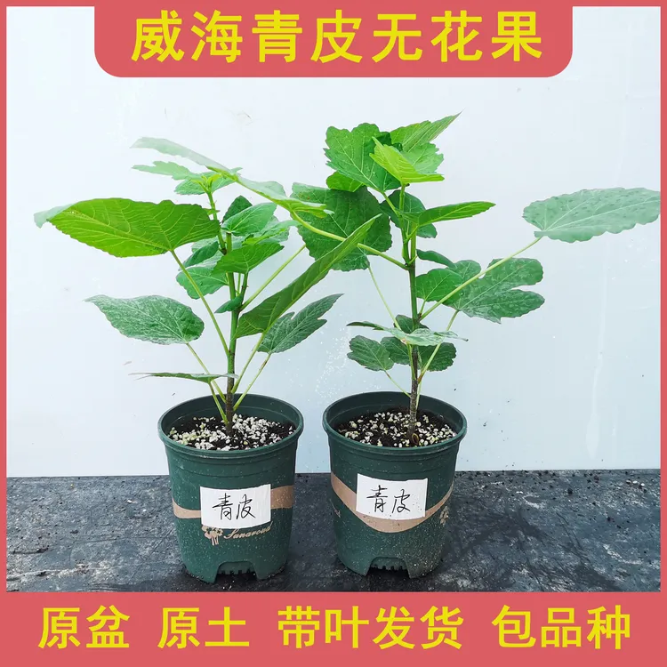 无花果盆栽树苗紫色波尔多威海大青皮波姬红芭劳奈金傲芬阳台地栽