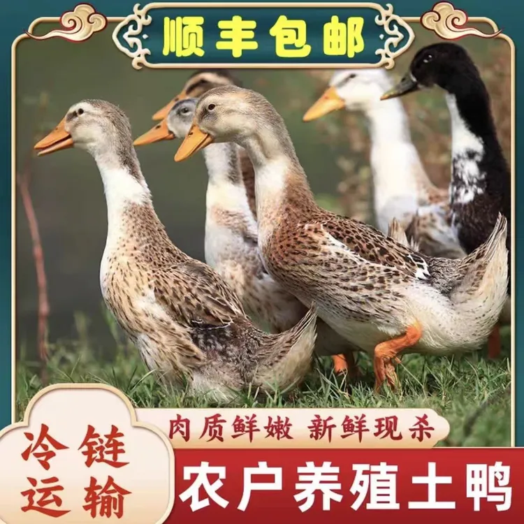 【拍一发三只】农家散养土鸭【净膛无掌无翅】急速锁鲜发货