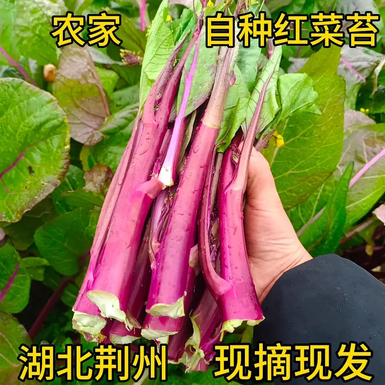 湖北荆州农家菜园自种新鲜红菜苔白菜苔现摘现发3斤包邮