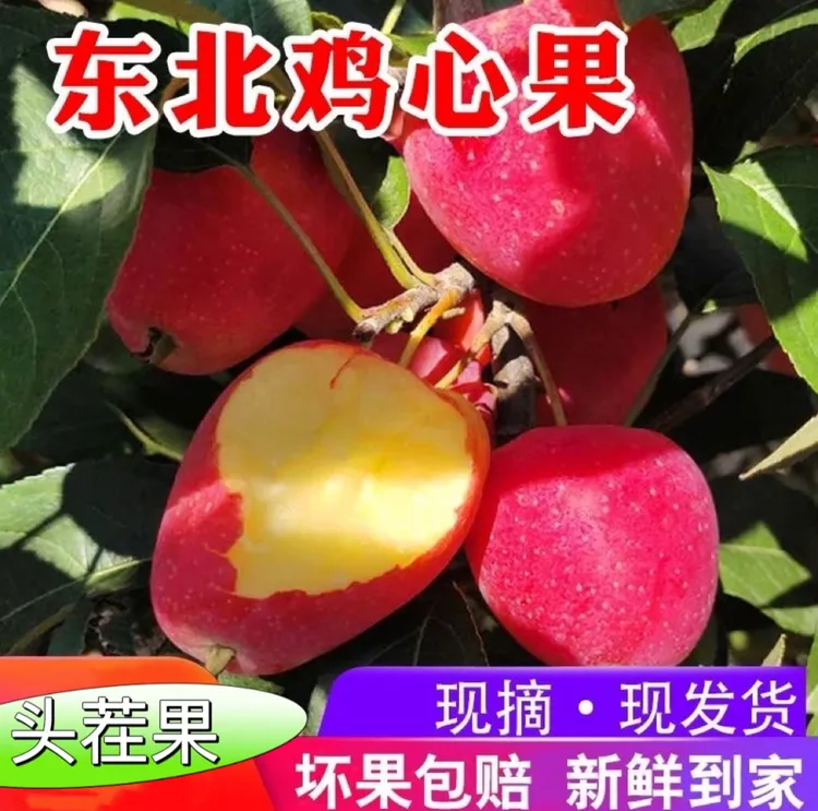 东北特产 鸡心果 鲜甜饱满 汁水充足 果蔬专线包邮