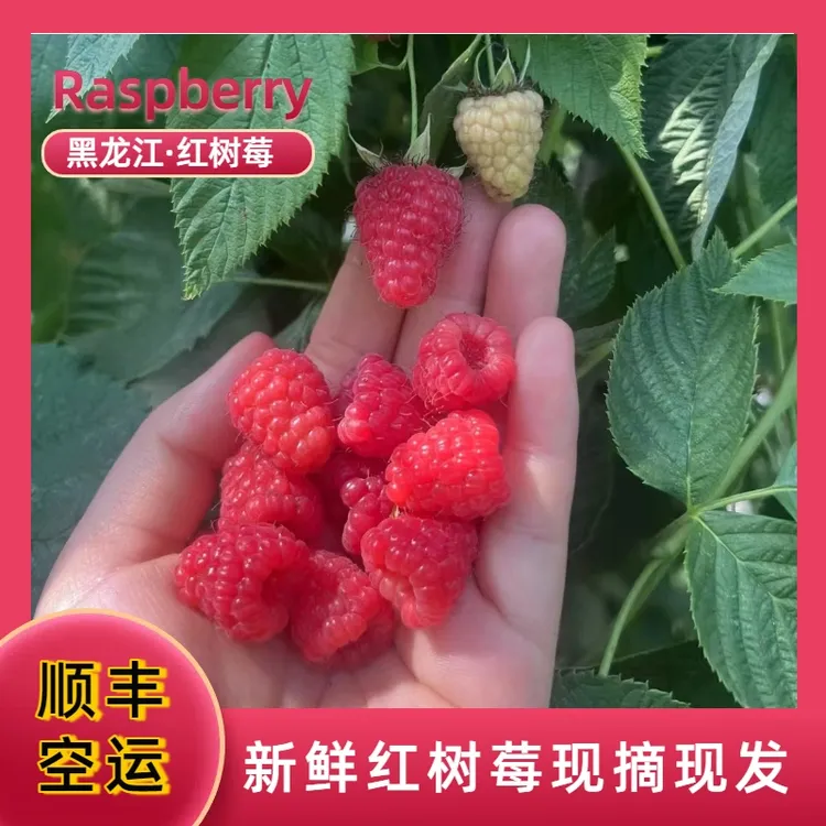 黑龙江新鲜红树莓鲜果孕妇水果覆盆子稀有热带香甜大果