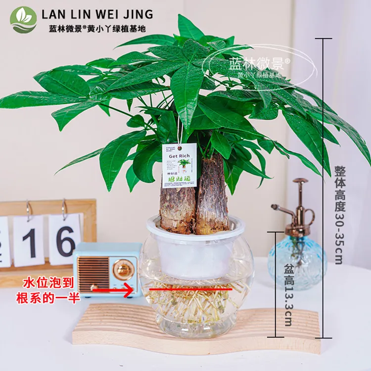 【水培发财树】室内盆栽（30~35cm）客厅桌面绿植花卉装饰品新手绿植