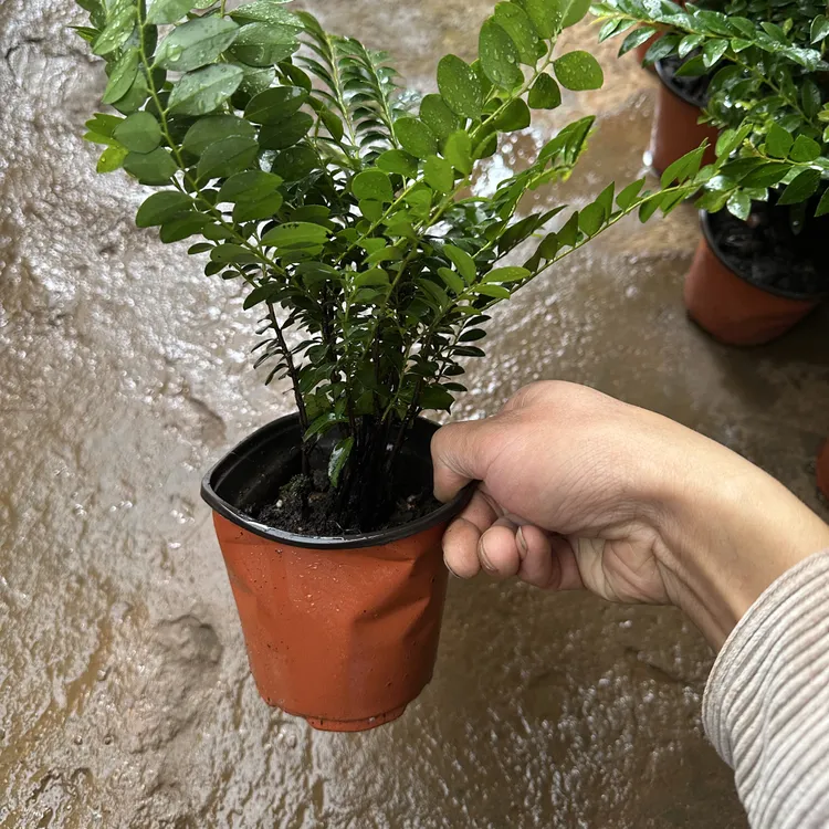 小叶紫檀盆栽多苗丛生好养四季常青水杨梅净化空气除甲醛绿植盆景