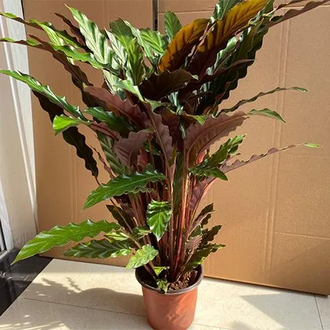 紫背波浪竹芋室内桌面客厅绿植清新空气北欧风好养植物观叶盆栽