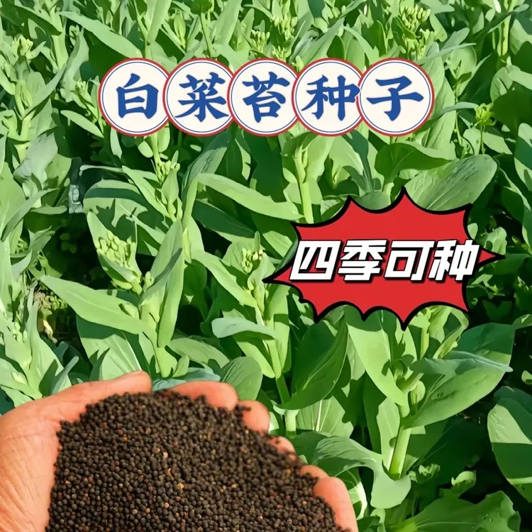 四季奶油白菜苔种子正宗四季白菜苔高产速生多芽蔬菜口感柔嫩清香