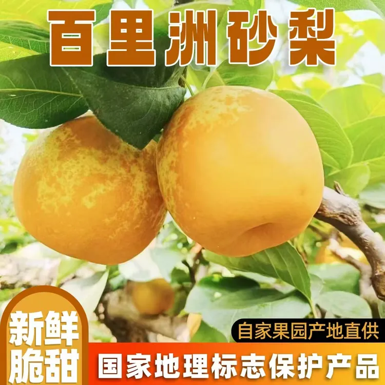 百里洲沙梨新鲜翠冠梨当天水果采摘当天发货自家果园产地价