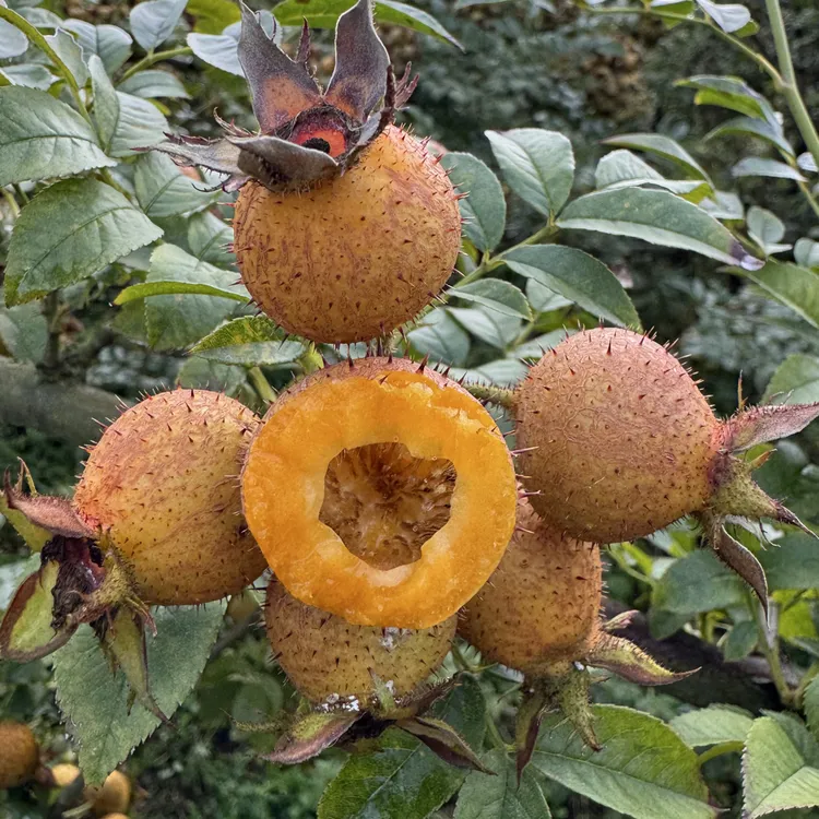 贵州无籽金刺梨鲜果现摘现发可生吃可泡酒vc营养健康