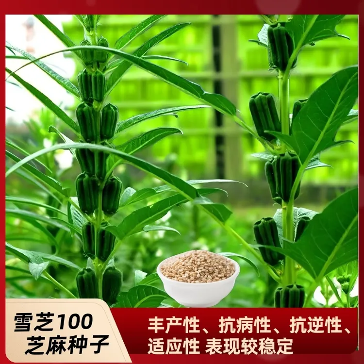 金丰收雪芝100 芝麻种子高产芝麻种子抗病芝麻芝麻种子新升级增产商品图